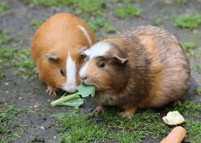 2 guinea pig eating leaves