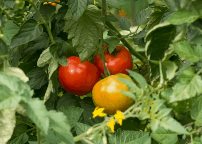 3 tomatoes in a tree