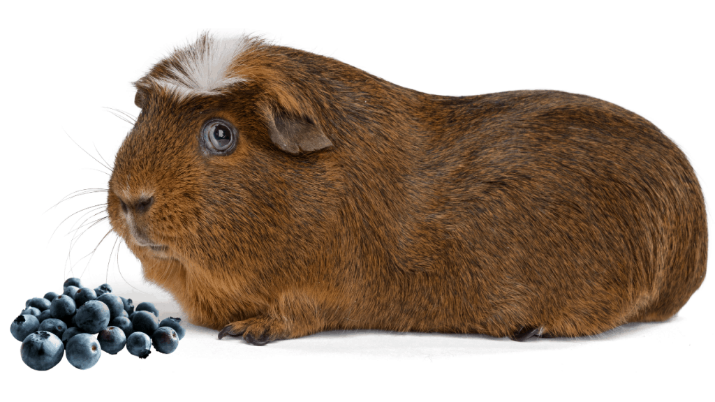 Can Guinea Pigs Eat Blueberries image