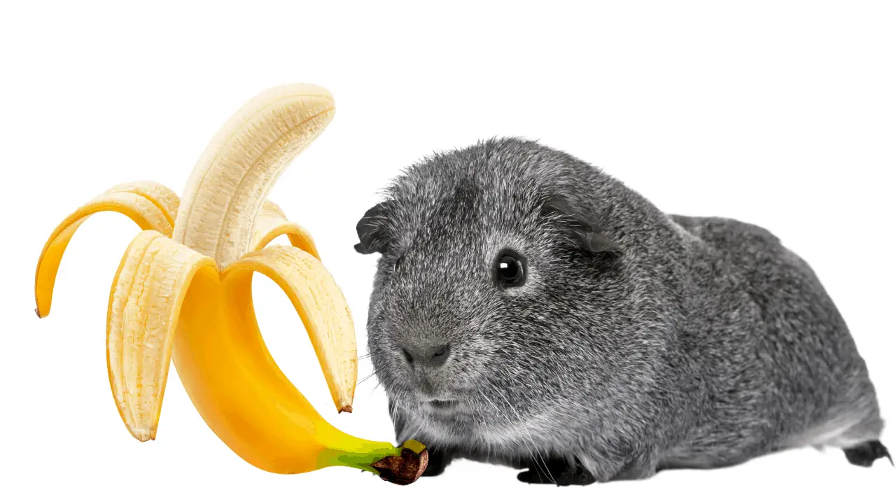 Can Guinea Pigs Eat bananas image