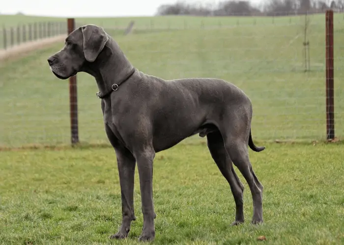 Great Dane standing on the lawn