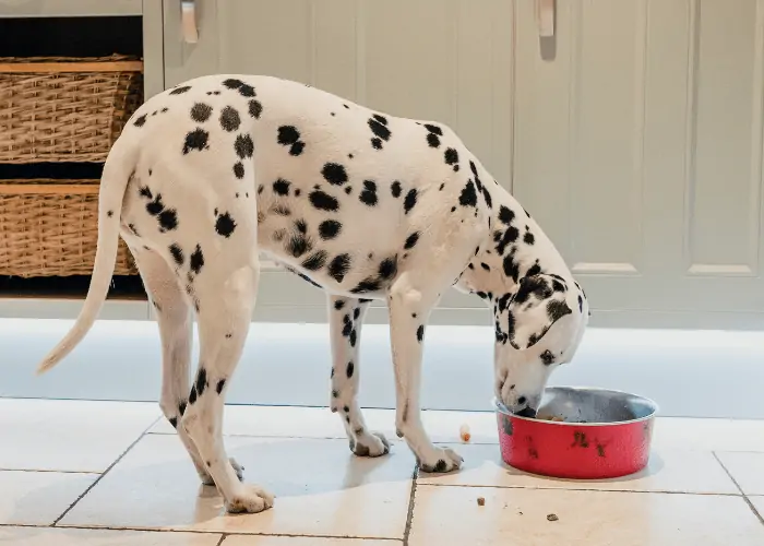 dalmatian eating on a red bowl