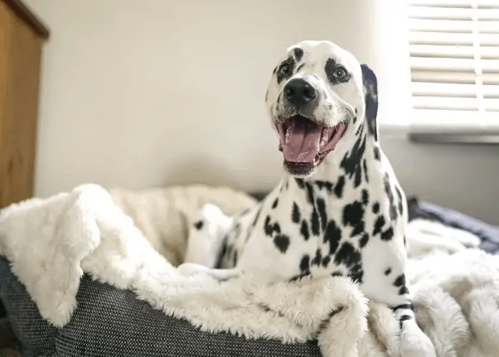 dalmatian lying in bed 