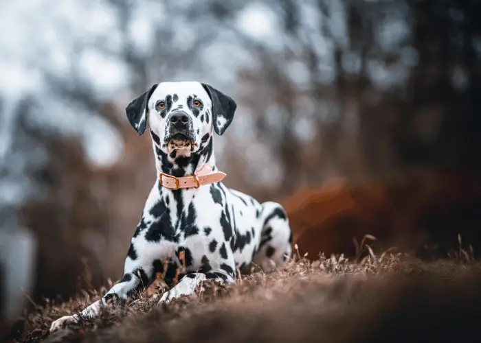 dalmatian outdoors