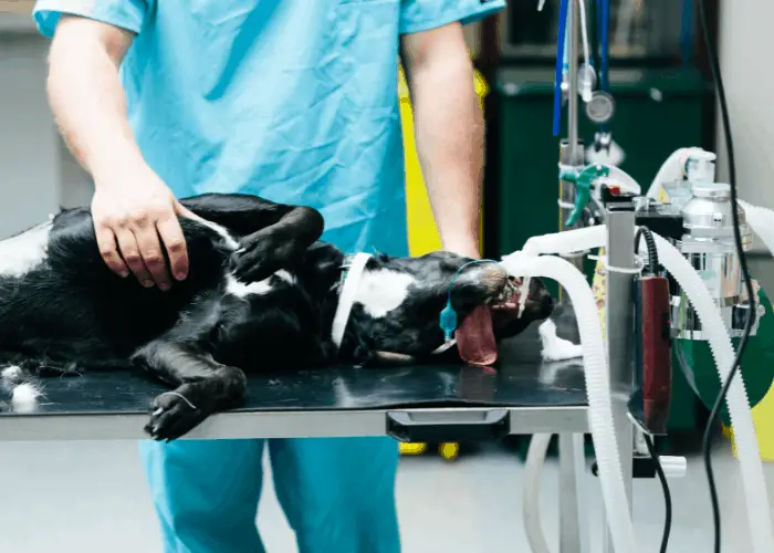 dog in operating room