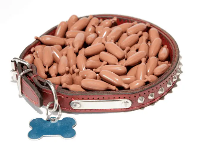 dog supplements