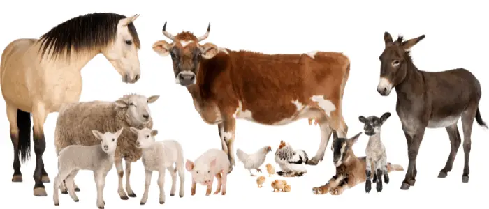 farm animals list