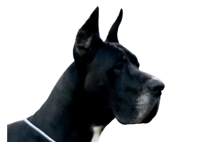 great dane puppy cropped ears