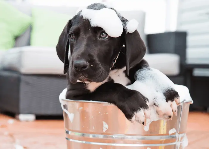  great dane bath