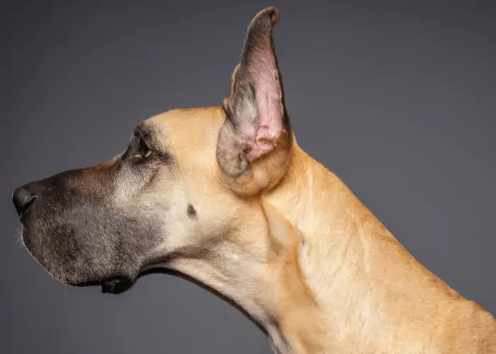 great dane cropped ears