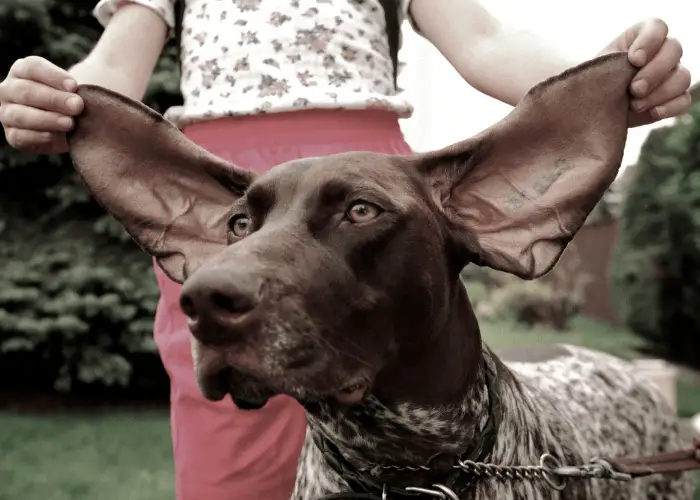 great dane ears being pulled up