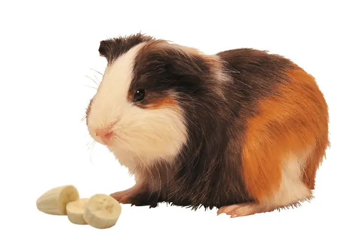 guinea pig eating 3 slices of banana