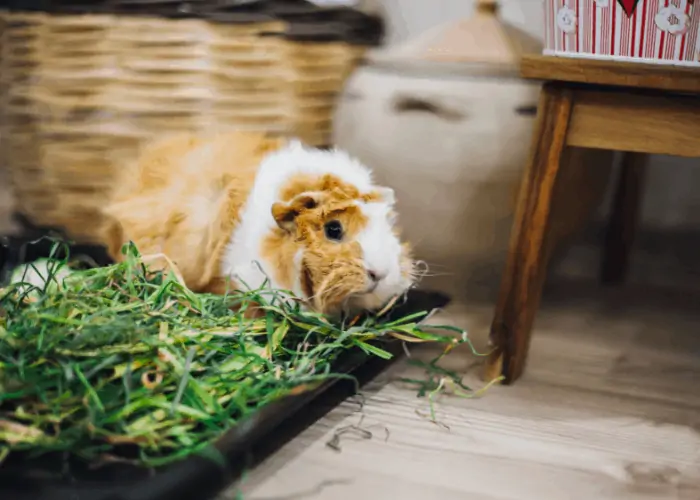 guinea pig eating grass