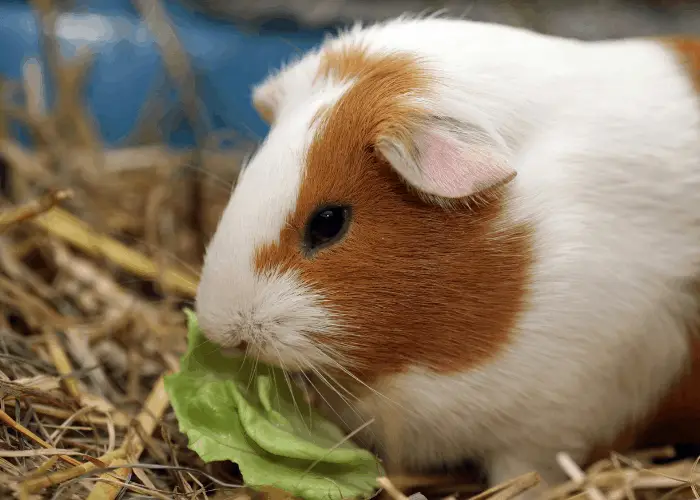 guinea pig eating hay and grass