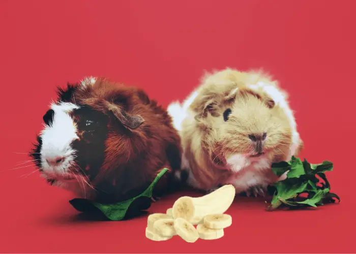 guinea pig eating leaves and bananas