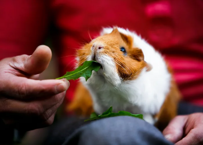 guinea pig eating spinach leaves