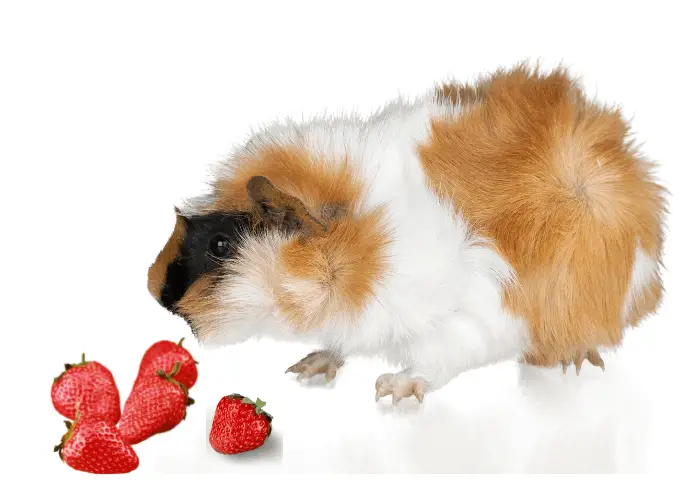 Are guinea outlet pigs allowed strawberries