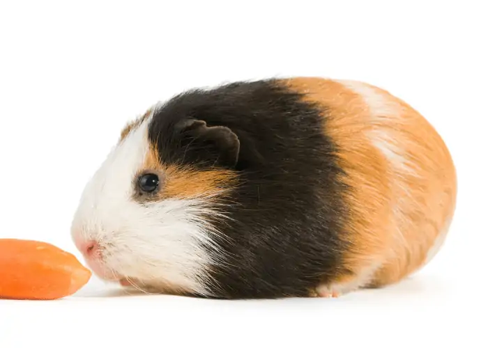 guinea pig eating treats