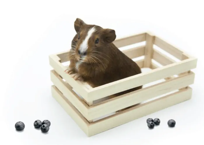 guinea pig inside a cage