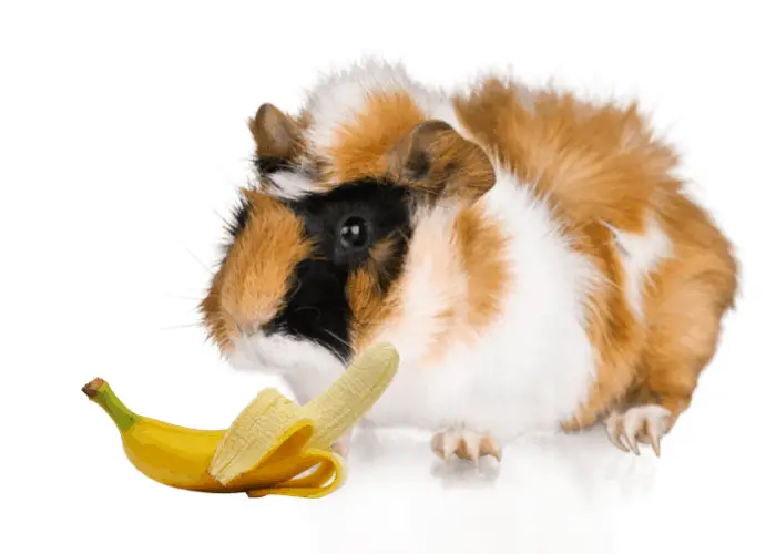 guinea pig with a peeled banana