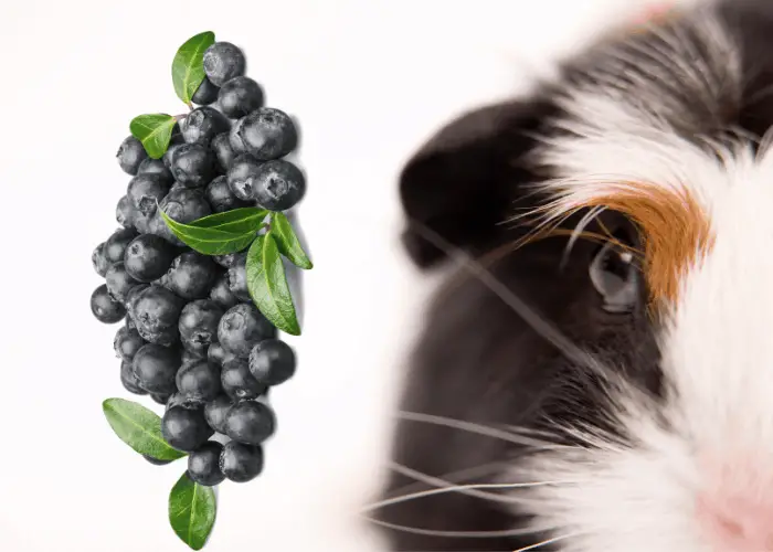 guinea pig with blueberries