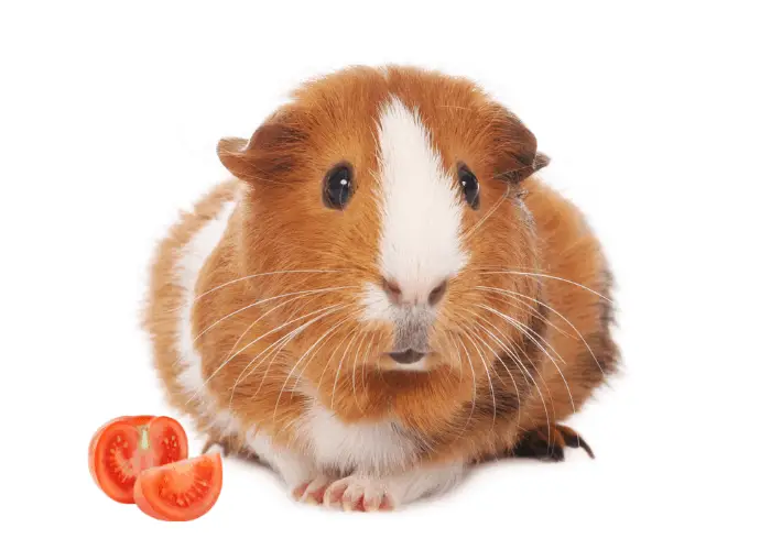 guinea pig with cut tomato 