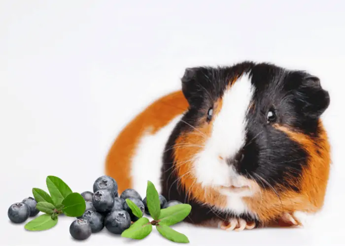 guinea pigs looking at bluberries