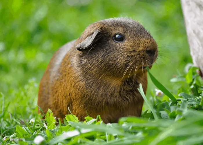 guinea pigs on the lawn