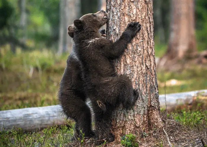 2 bear cubs trying to climb a tree