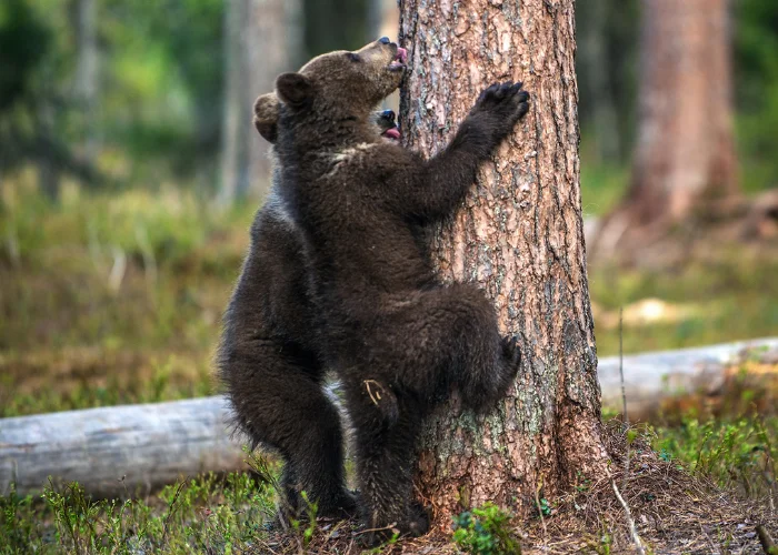 Can Bears Climb Trees? Animal Pickings