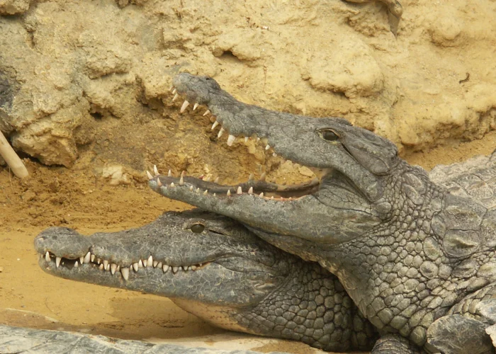2 crocodiles in the mud