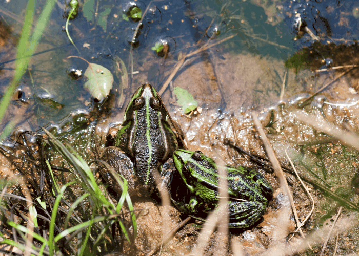 2 frogs near the water