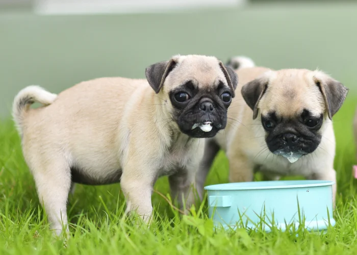 2 pugs eating in a bowl