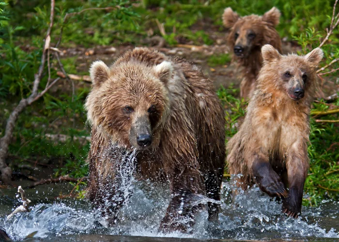 3 bears hunting for food