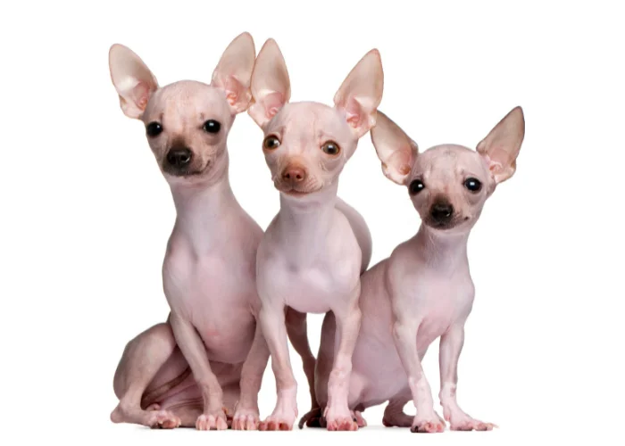  3 hairless chihuahuas on white background