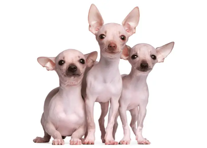 3 hairless chihuahuas