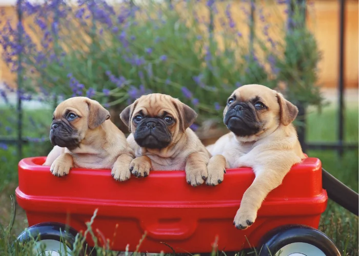 3 pugs on a red toy car