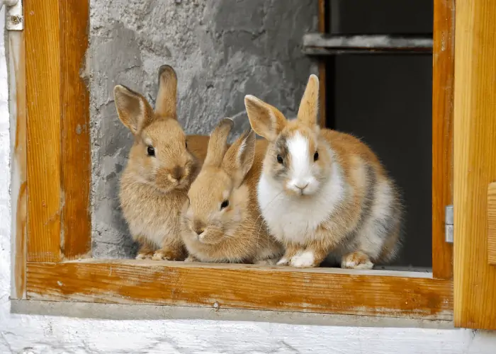 3 rabbits