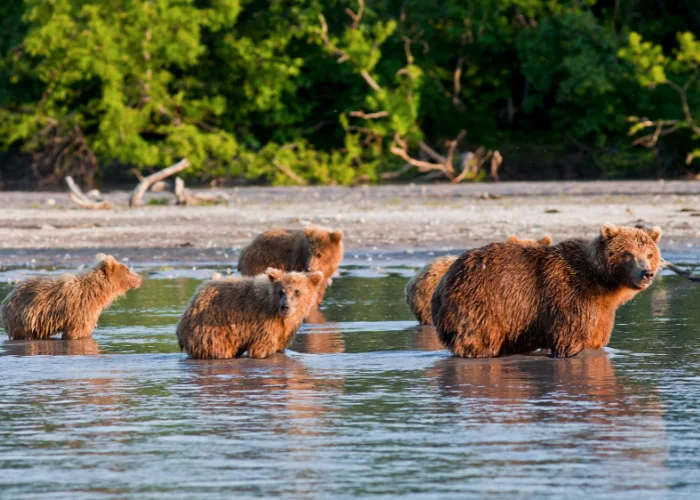 5 bears hunting for food