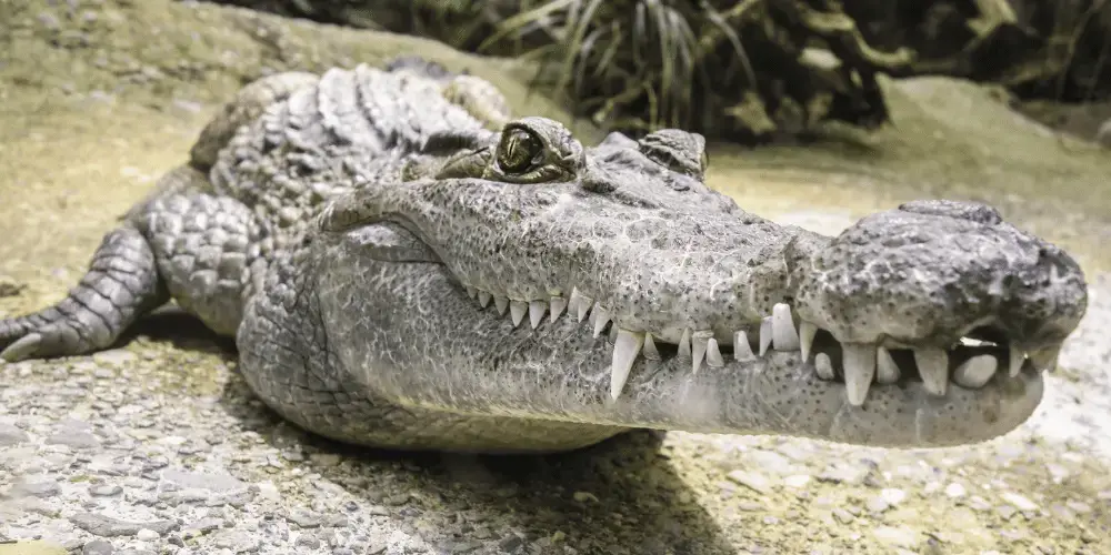 Do Alligators Feel Pain?