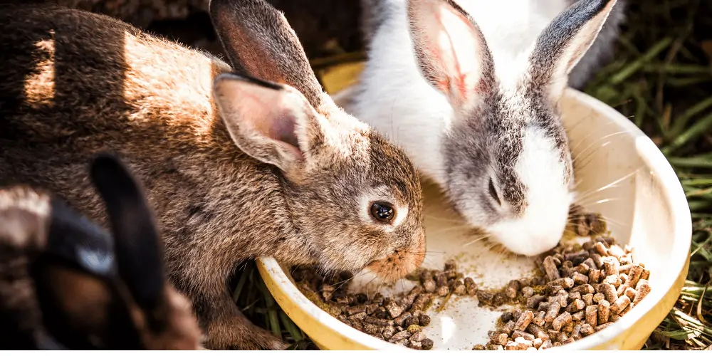 Can Rabbits Eat Guinea Pig Food image