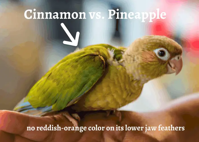 Cinnamon Green Cheek Conure illustartion