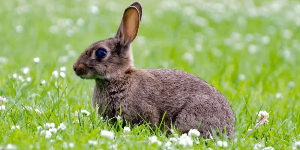 Do Female Rabbits Have Periods image