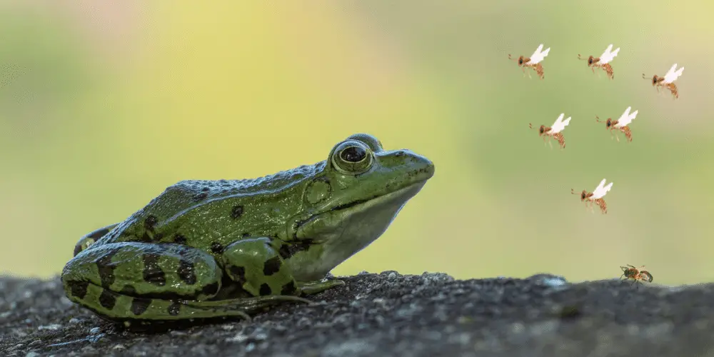 Do Frogs Eat Bees image