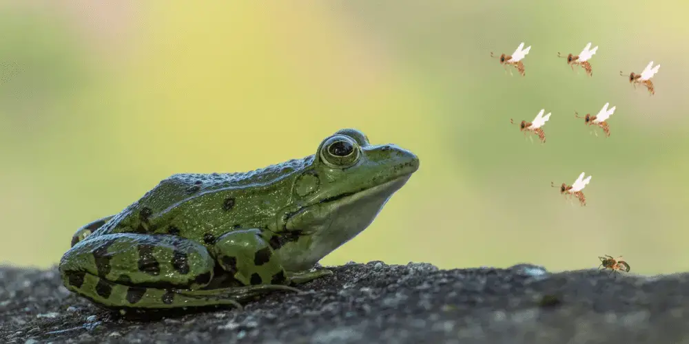 frog eating worm