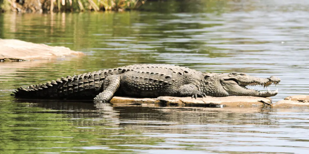 How Long Can a Crocodile Go Without Eating image