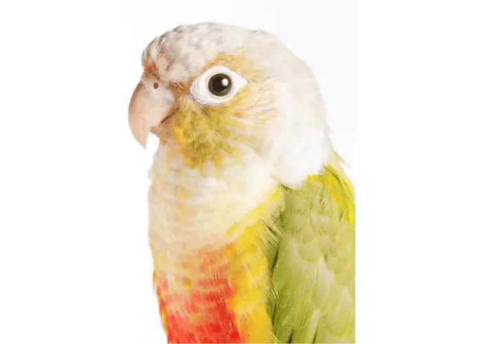 Pineapple Green Cheek Conure close up photo