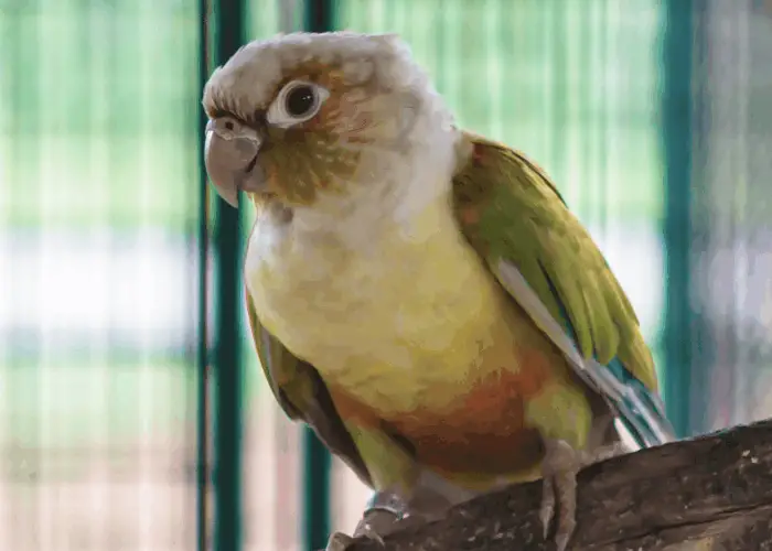  Pineapple Green Cheek Conure inside a cage