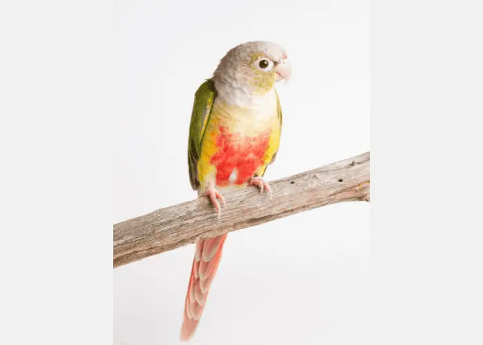 Pineapple Green Cheek Conure on a branch