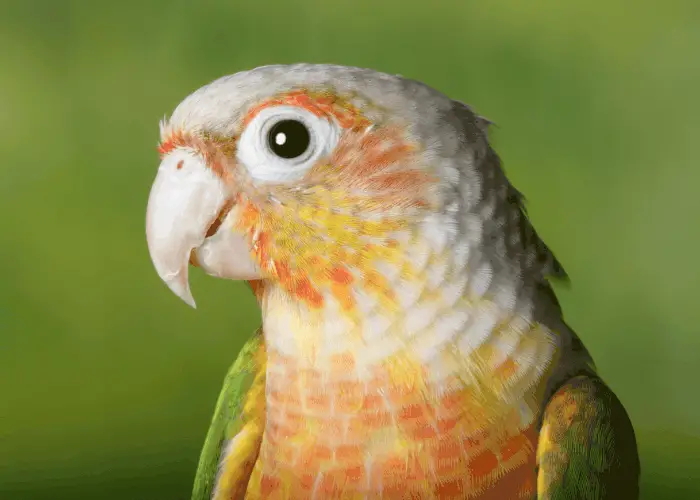  Pineapple Green Cheek Conure side view image